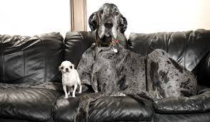 World’s tallest and shortest dogs meet: